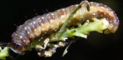 Chenille de Choristoneura fumiferana dans son abri d’alimentation