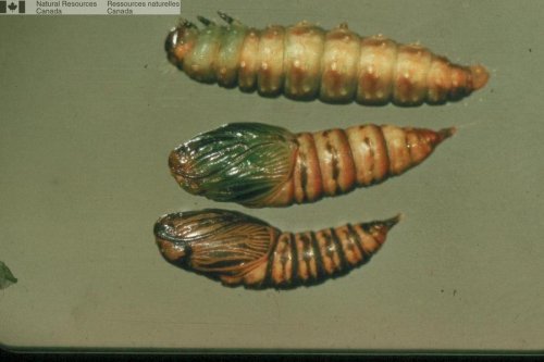 Pré-chrysalide, chrysalide femelle et chrysalide mâle de Choristoneura fumiferana