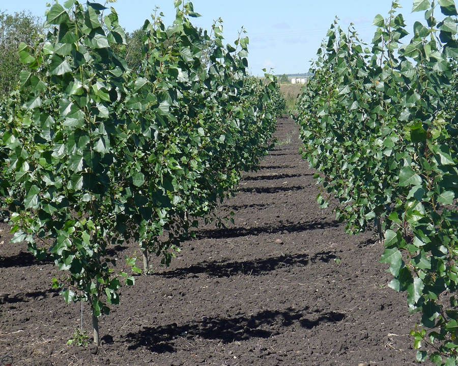 Irrigation d'une plantation de peupliers hybrides destinés au boisement (Clairmont, Alberta)