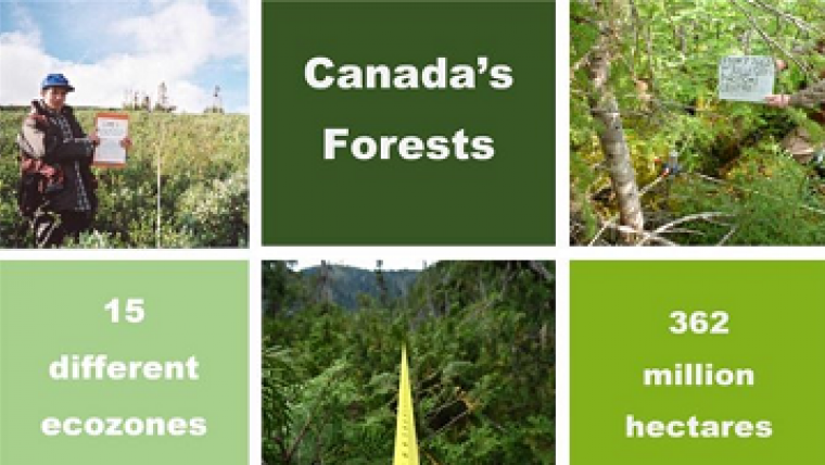 Les forêts du Canada, 15 écozones différentes, 362 millions d’hectares