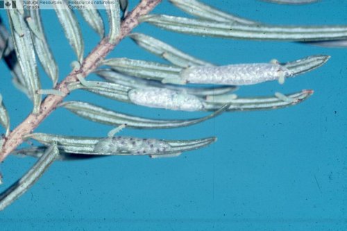 Œufs de la tordeuse à tête noire de l’épinette et larves du premier stade