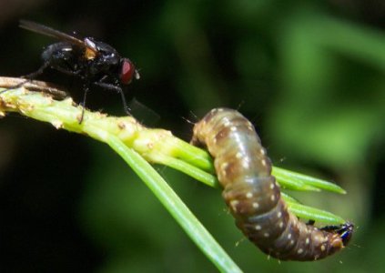 Choristoneura fumiferana et mouche parasitaire