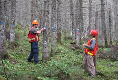 Mesurage et évaluation de la qualité des arbres sur le site d'essais d'éclaircie précommerciale de Green river