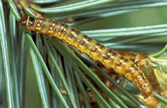 Larva de la tordeuse occidentale de l’épinette.