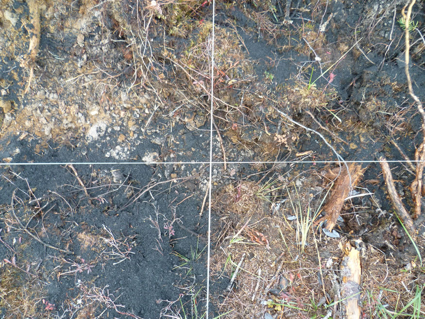 Gros plan de la cendre de bois répandue sur la surface du sol. Photo : Paul Hazlett