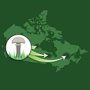 Image d’une carte du Canada superposée d’un encadré où figure un champignon. De ce pictogramme, partent trois flèches pointant chacune une région du Canada.