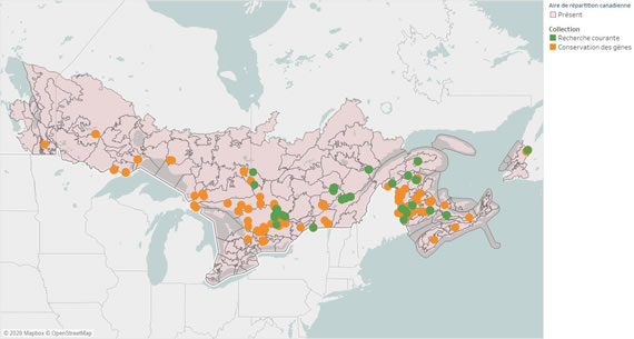 Figure 1 : Carte indiquant les écodistricts canadiens où le frêne noir est présent au Manitoba, en Ontario, au Québec et au Canada atlantique ainsi que les emplacements d’où proviennent les collections de semences du CNSF disponibles pour la recherche (2020).