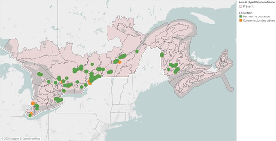 Figure 4 – Carte indiquant les écodistricts canadiens où le frêne vert est présent en Ontario, au Québec et dans les Maritimes ainsi que les emplacements d’où proviennent les collections de semences du CNSF disponibles pour la recherche (2020).