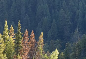 Trees damaged by mountain pine beetles