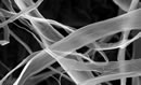 Filaments de cellulose vus au microscope. Photo : FPInnovations