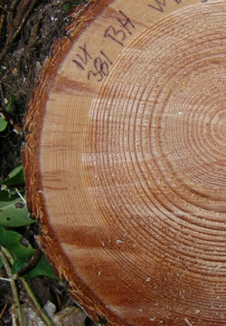 Photo montrant les anneaux de croissance sur une coupe transversale de tronc d'arbre.