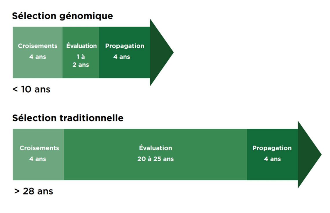 Échéancier comparant la durée du cycle de sélection d’un arbre à l’aide de la sélection traditionnelle par rapport à la sélection génomique.