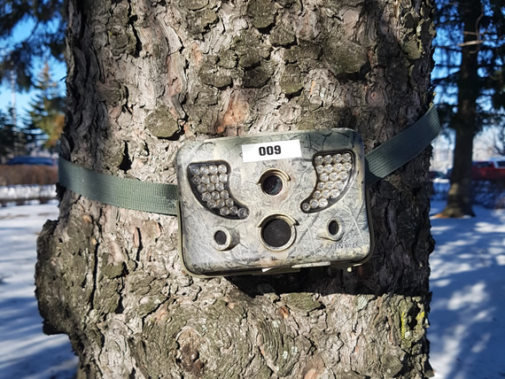 Un appareil photo fixé à un arbre.