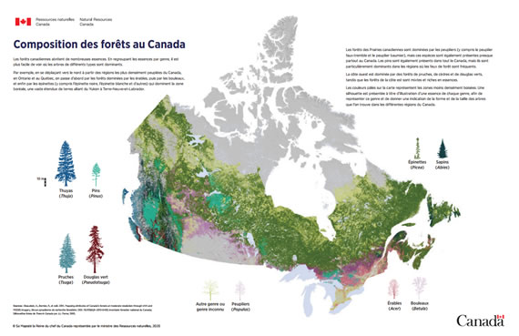 Carte matricielle à petite échelle montrant la composition des forêts à travers le Canada. Les zones forestières sont identifiées sur la base des dix types d’arbres (genres) les plus courants au Canada, comme décrits ci-dessous.