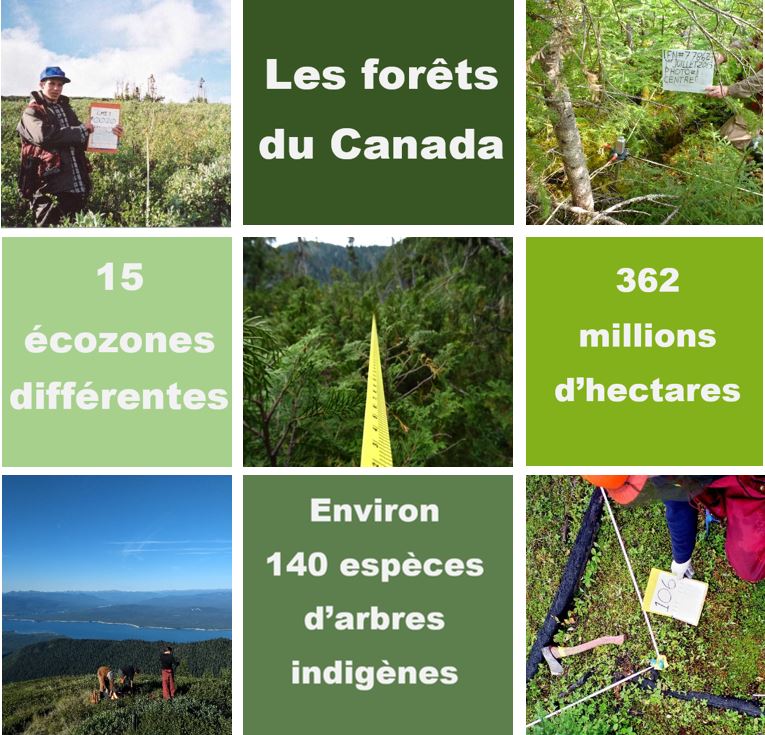 Cinq photos de diverses forêts au Canada entrecoupées de quatre blocs de texte : Les forêts du Canada, 15 écozones différentes, 362 millions d’hectares, Environ 140 espèces d’arbres indigènes