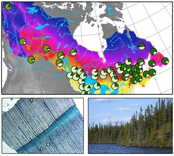 Carte du Canada montrant la provenance des arbres, gros plan d’anneaux de croissance au microscope, forêt d’épinettes noires au bord de l’eau.