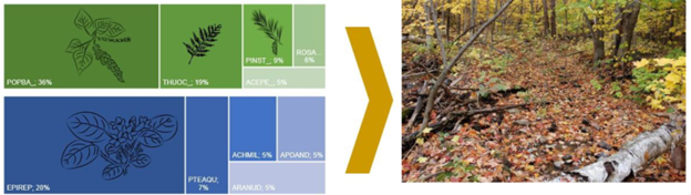 Échantillon d’un mélange d’espèces fourni par PlantR à côté d’une image d’un sol forestier.