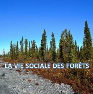 Image sur laquelle on peut voir une photo des arbres avec en surimpression le texte « La vie sociale des forêts »
