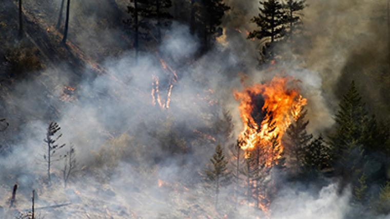 Coup d’œil sur l’avenir de la forêt boréale : des feux moins fréquents mais plus violents