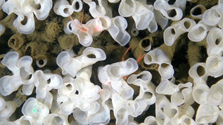 La découverte de récifs d’éponges siliceuses (Demandez à RNCan)