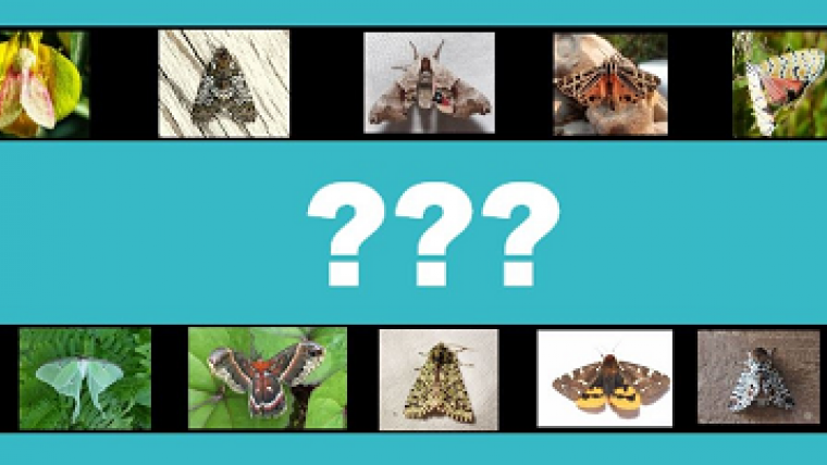 En primeur dans La science simplifiée : le palmarès des dix plus belles espèces de papillons nocturnes au Canada