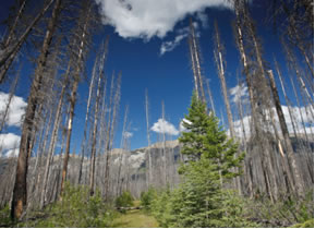 Régénération après un incendie de forêt dans le Parc national de Banff