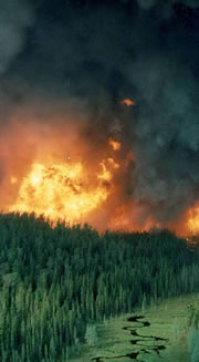 Un feu de végétation visible dans le couvert forestier boréal.