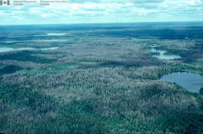 Photo aérienne d’une forêt ravagée par la livrée des forêts