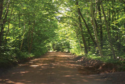 FIGURE 12 : Forêt acadienne près de Strathgartney, dans l'Île-du-Prince-Édouard.