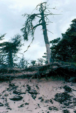 FIGURE 24 : dont la mort a été provoquée par le vent et l'érosion côtière à Red Point (Île-du-Prince-Édouard).