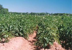 FIGURE 26a : Production intensive de la pomme de terre, à Mill River (Île-du-Prince-Édouard).