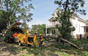 Photographie d'un équipe forestière urbaine déchiquetant un arbre abattu à Edmonton