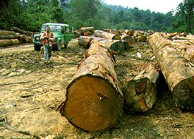 Exploitation du bois dans la forêt tropicale