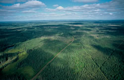 Photographie aérienne de la forêt boréale du Canada