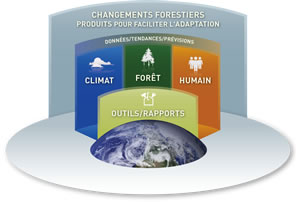 Image d'une plate-forme multiniveau symbolisant la structure des Changements forestiers et les produits à l'adaptation. 