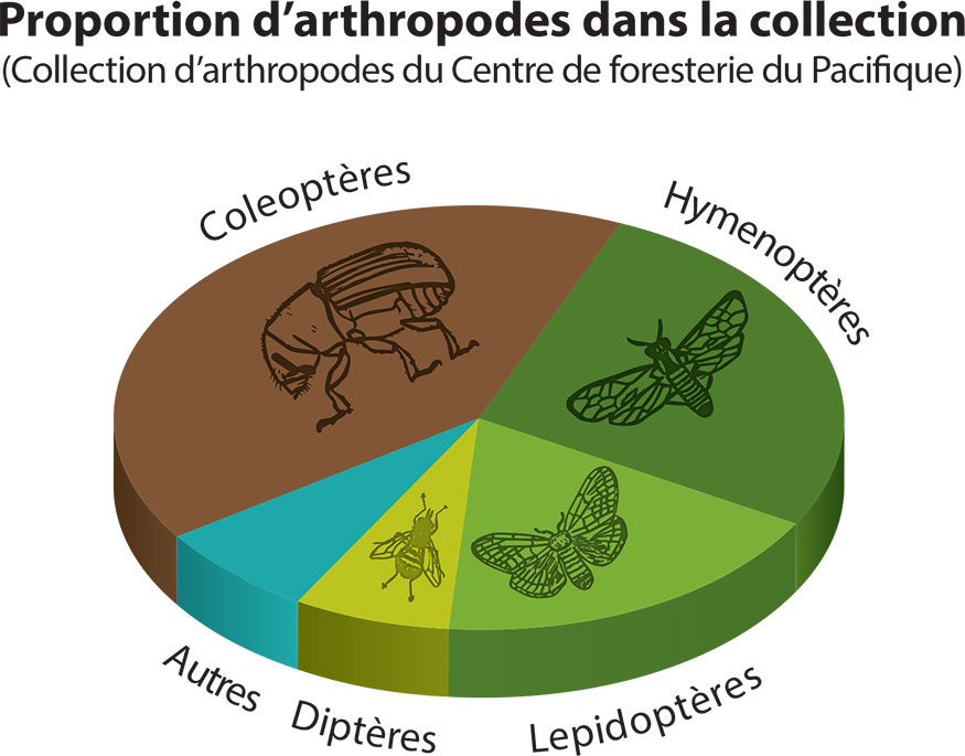 Infographie montrant le pourcentage de spécimens dans chacun des ordres qui se trouvent actuellement dans la collection, décrit ci-dessous..