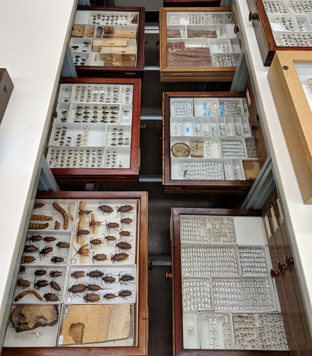 L’intérieur des tiroirs de spécimens de la collection de référence d’arthropodes du Centre de foresterie du Pacifique