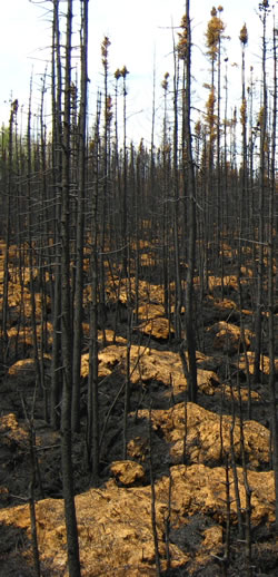 Tourbière forestière oligothrophe récemment brûlée montrant des touffes de sphaignes légèrement brûlées près de Slave Lake en Alberta