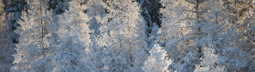 Arbres couverts de neige en forêt boréale.