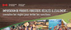 Importation de produits forestiers récoltés illégalement (fiche d'information)