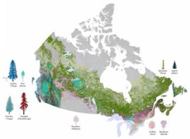 Petite image de la carte de la composition des forêts du Canada.