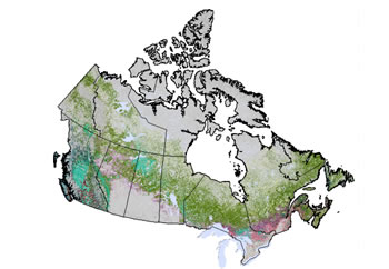 Carte : Composition forestière au Canada