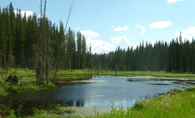 Paysage forestier, dans le Nord de l’Alberta.