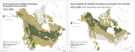 Deux cartes comparant la zone canadienne actuelle (1971-2001) de distribution du peuplier faux-tremble avec la zone projetée de viabilité climatique de l’espèce (2071-2100) suivant le scénario de l’évolution du climat RCP 8.5. 